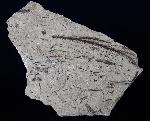 Doliostrobus taxiformis KVACEK 1971 - Bild © FossNet FossilienStore